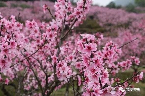 福安交警全力護航“桃花節(jié)”(圖1)