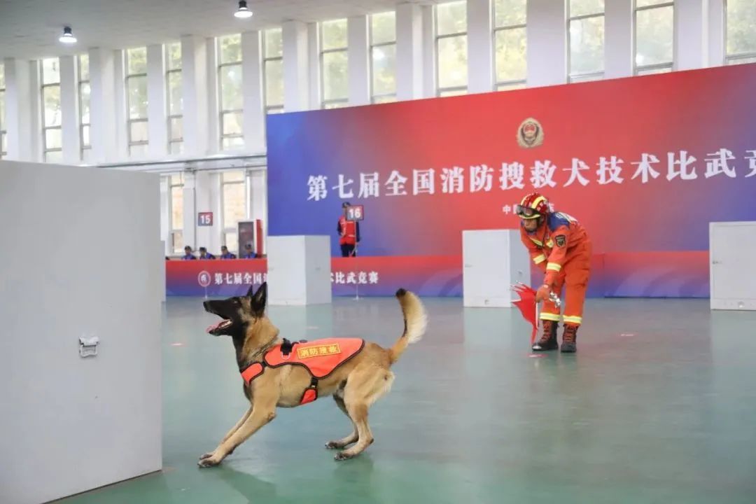 搜救犬的新座駕——搜救犬運(yùn)輸車(chē)+方艙(圖1)